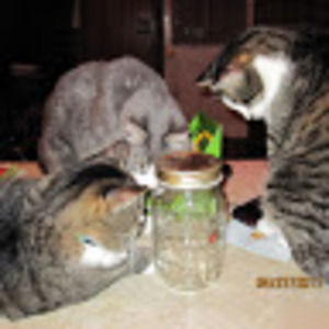 Meet your Posher, Karen